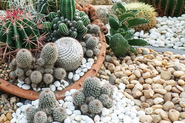 istock Beautiful tropical cactus garden 1289016687
