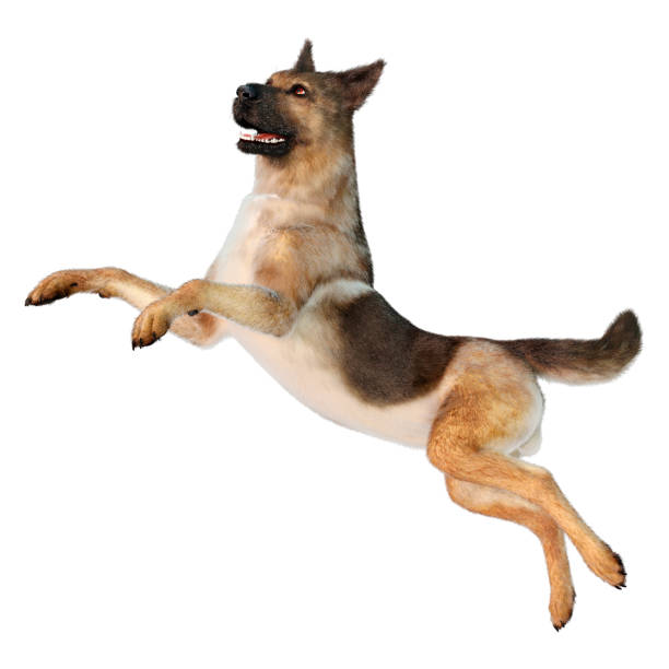 3D rendering of a German shepherd dog isolated on white background