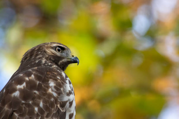 istock Cooper's hawk (Accipiter cooperii) perched on a branch, looking at the viewer, with yellow fall foliage in background 1289016943
