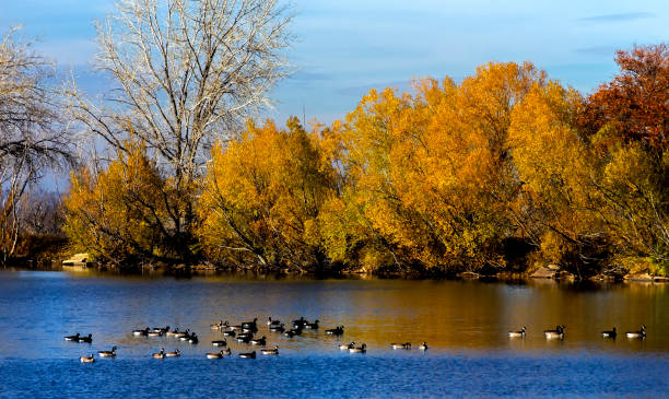 istock Autumn landscape in Colorado. 1289017156