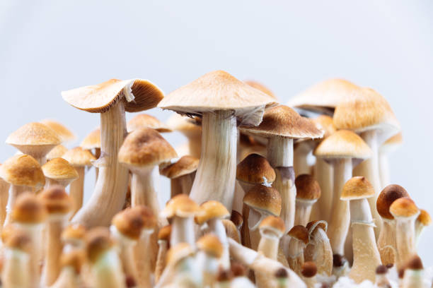 psychedelic psilocybin mushrooms - magic mushroom imagens e fotografias de stock