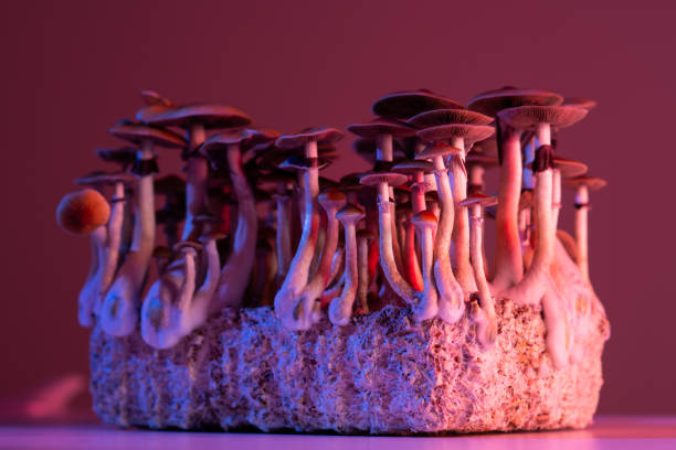 champignons psilocybine - magic mushroom psychedelic mushroom fungus photos et images de collection