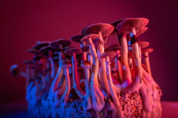 istock hallucinogen mushroom Psilocybe Cubensis 1289017195