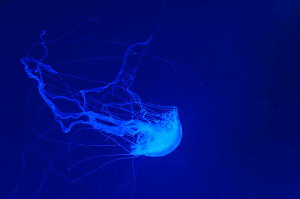 istock Beautiful jellyfish close up. 1289018310