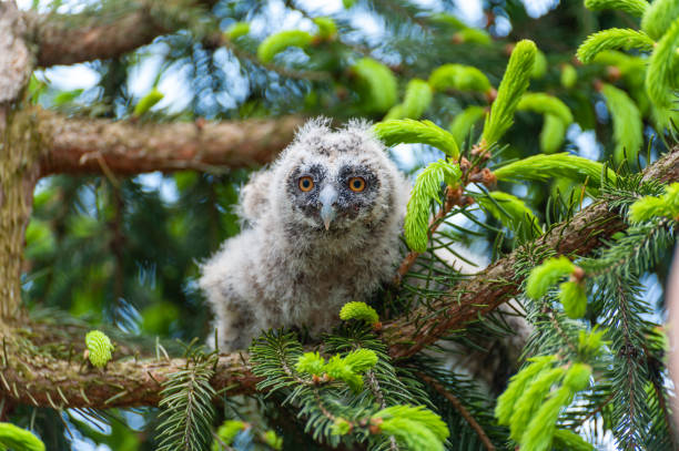 istock A small long-eared owl sits on a tree branch in the forest. 1289018317