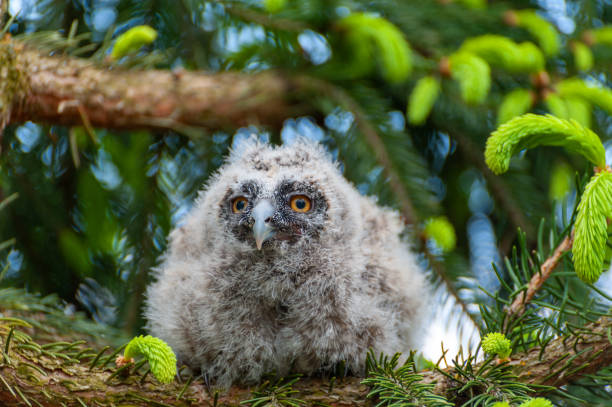 istock A small long-eared owl sits on a tree branch in the forest. 1289018320