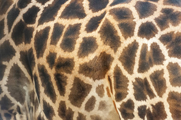 istock Giraffe animal skin texture. 1289018322