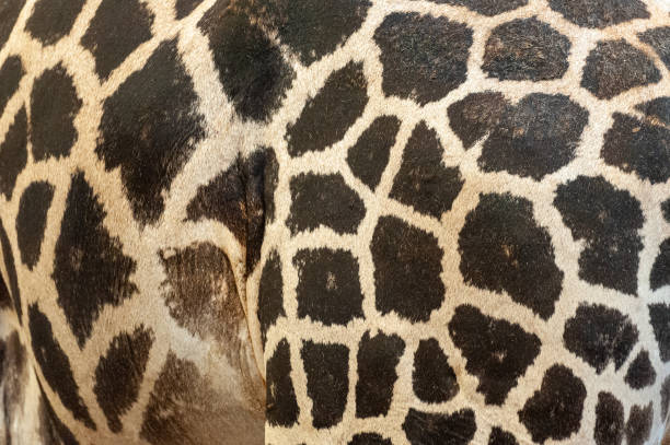 istock Giraffe animal skin texture. 1289018324