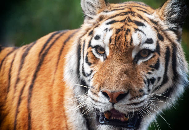 istock Tiger - Panthera tigris - close up portrait. 1289018335