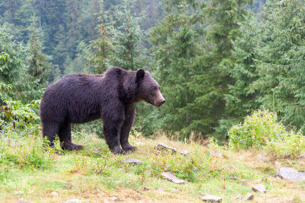 istock Brown bear (lat. ursus arctos) stainding in the forest 1289018340