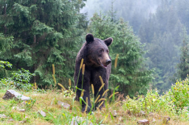 istock Brown bear (lat. ursus arctos) stainding in the forest 1289018343