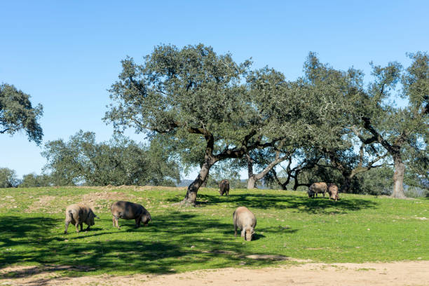 istock acorn pigs from pata negra 1289018650