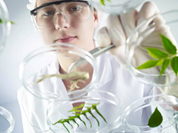 istock Scientist Examining Petri Dishes 1289019332