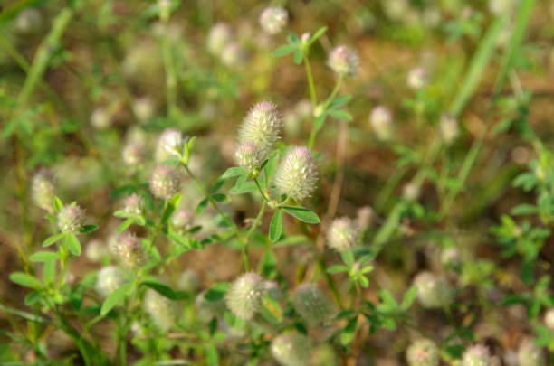 istock Blooming field clover (Lat. Trifolium arvense) close-up 1289019375