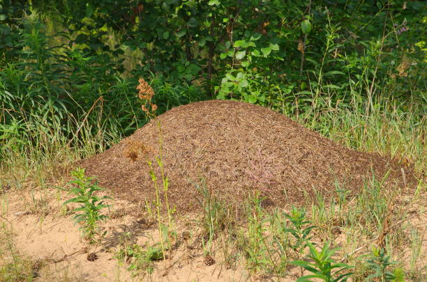 istock Big anthill in the forest on summer day 1289019386
