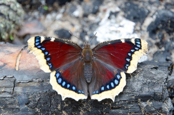 istock Nymphalis antiopa butterfly with open wings 1289019403