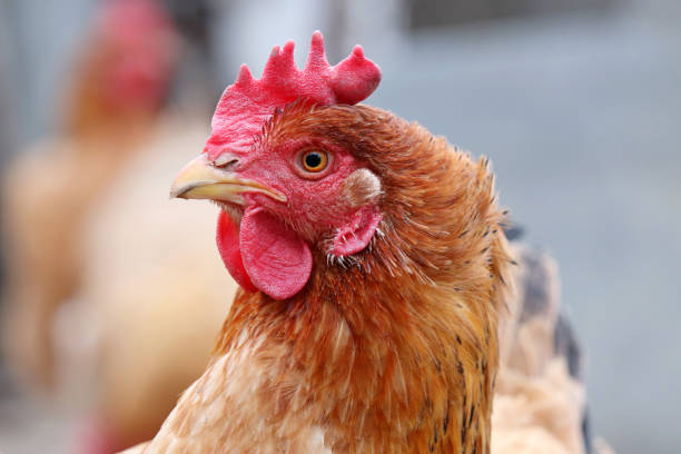 Portrait of angry brown hen Chicken on the farm, poultry concept winter chicken coop stock pictures, royalty-free photos & images