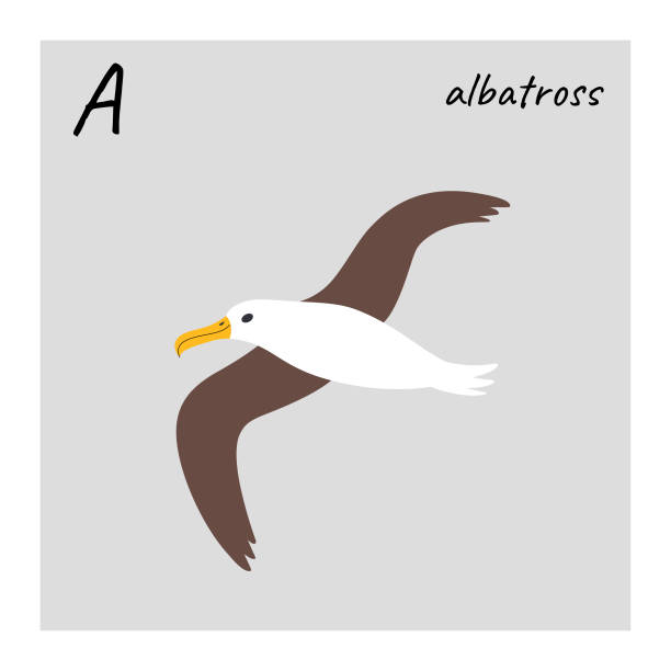 illustrazioni stock, clip art, cartoni animati e icone di tendenza di uccello - albatross