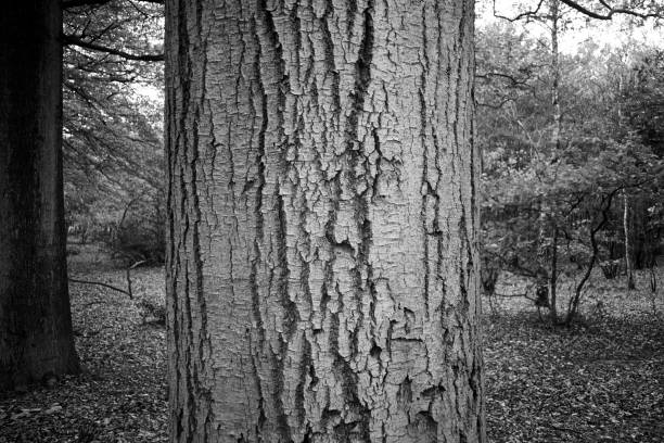 istock Tree trunk in autumn forest in black and white 1289020071