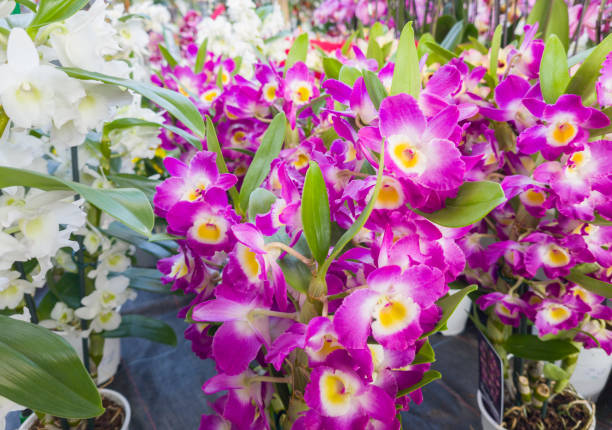 Dendrobium orchid nobile Comet King Dendrobium orchid nobile Comet King dendrobium orchid stock pictures, royalty-free photos & images