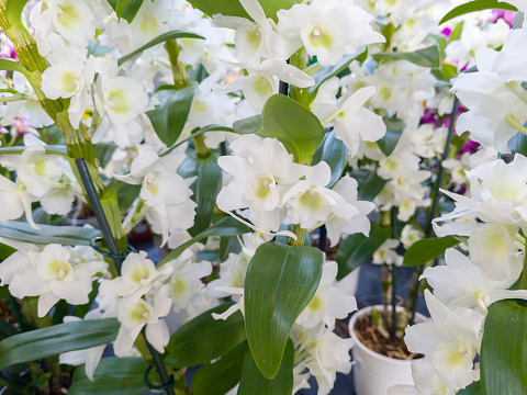 Dendrobium orchid nobile white