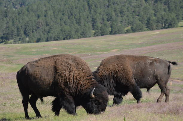 istock Buffalo in the Wild 1289024075