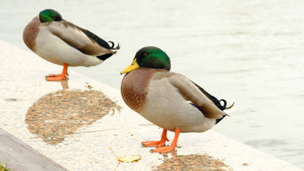 istock Duck on the city pond. 1289024308