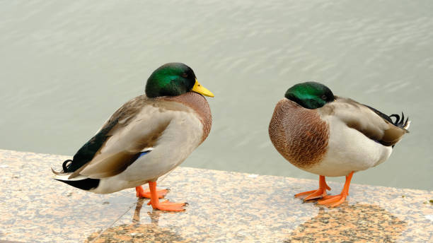 istock Duck on the city pond. 1289024320