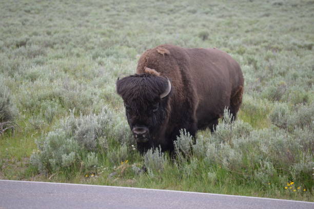 istock Buffalo in the Wild 1289024392