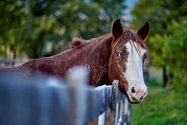 istock Horse standing by fence 1289025265