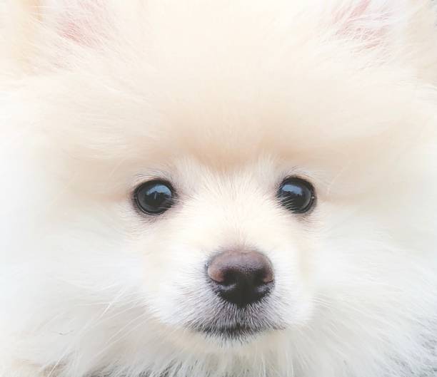 istock Adorable Pomeranian Dog 1289028338