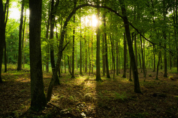 istock Sunshine and shadows in a beautiful green fabulous forest 1289028398