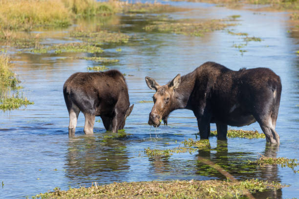 istock Cow and Calf Moose in Pond 1289028921