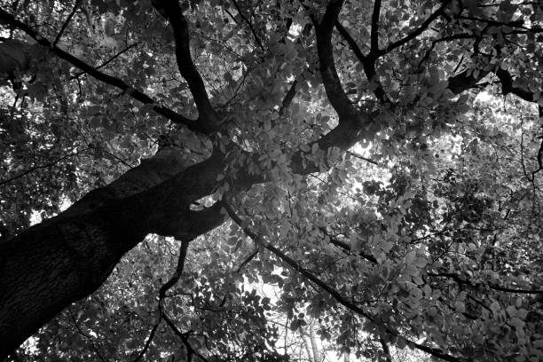 istock Autumn forest tree in black and white 1289028972