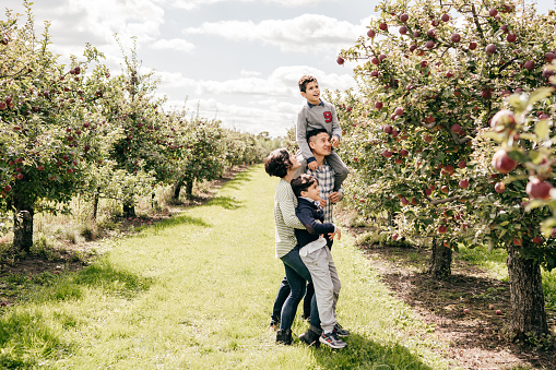 Harvest time and apple picking at the apple farm