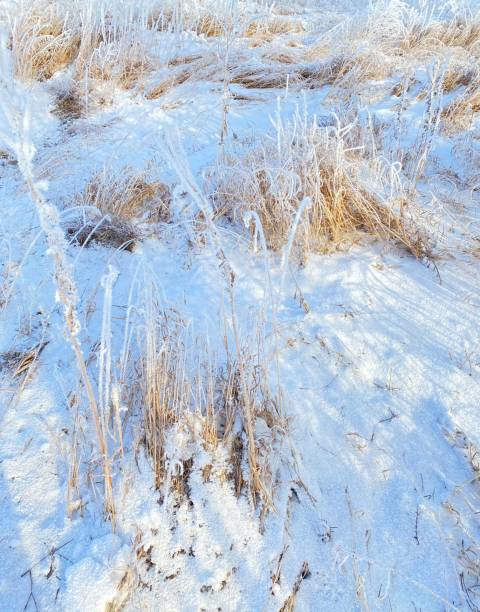 istock The walking in the winter forest. 1289030498