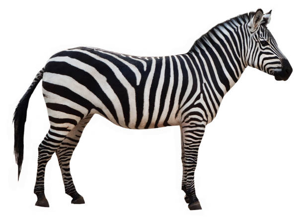 istock Zebra isolated on white background. Zebra full length cutout 1289031715
