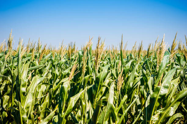 istock Cornfield. Green and yellow colors in a sunset. 1289033928