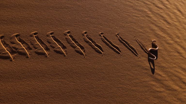 Slow motion view of a Peringuey's adder,desert adder, side winding adder moving across the desert sand, Namibia