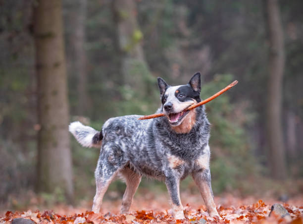 Blue heeler loves games and fooling around with human friends. Love plays with sticks a stock photo