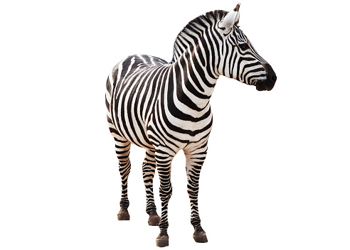 Zebra aislado sobre fondo blanco. Corte de longitud completa de cebra photo