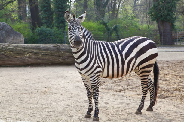 istock Graceful zebra in the city zoo looks forward 1289035319