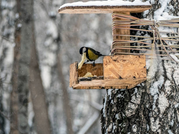 istock titmice eats food on a feeder in the winter forest 1289037535