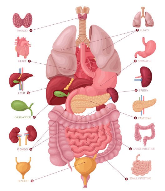 Human anatomy. Infographic elements. Human internal organs. Anatomy infographic elements. intestine illustrations stock illustrations