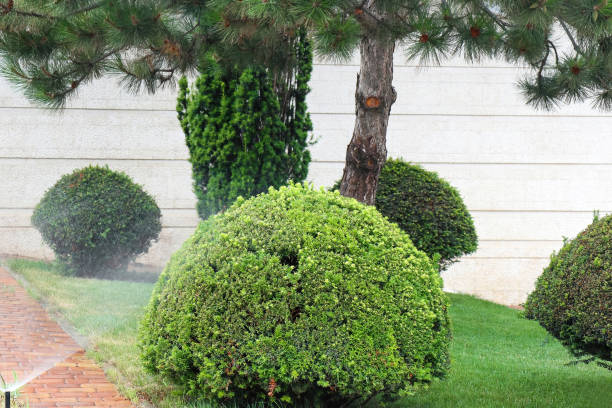 istock lawn with cut grass and trimmed trees 1289038714