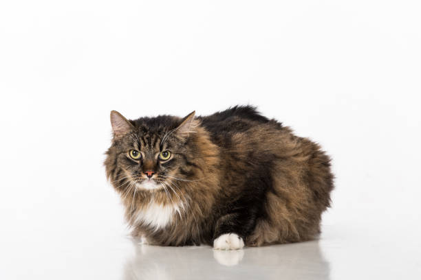 istock Curious and Angry Dark Cat Sitting on the white table. Portrait. White background. 1289038819