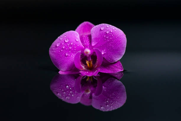 istock Lilac Orchid flower on a dark reflective surface. 1289039470