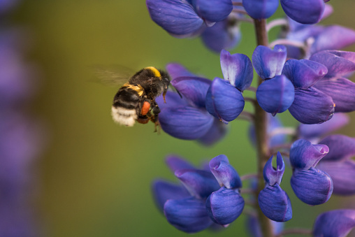 Macro Lupine Flower And Flying Bumblebee