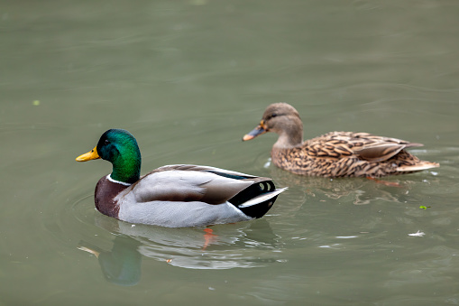 A male and female duck pair swimming on the Hampton Park , Eastbourne, UK