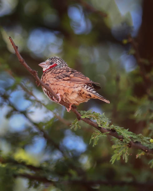 istock Bird of South Africa 1289041186